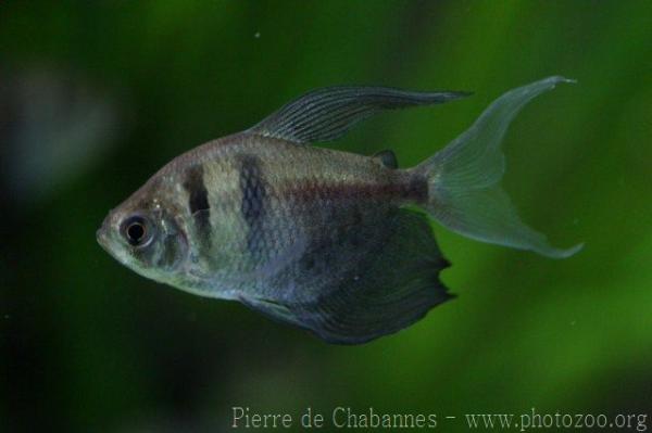 Black tetra