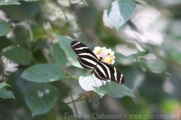 Zebra Longwing