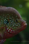 Jewel cichlid