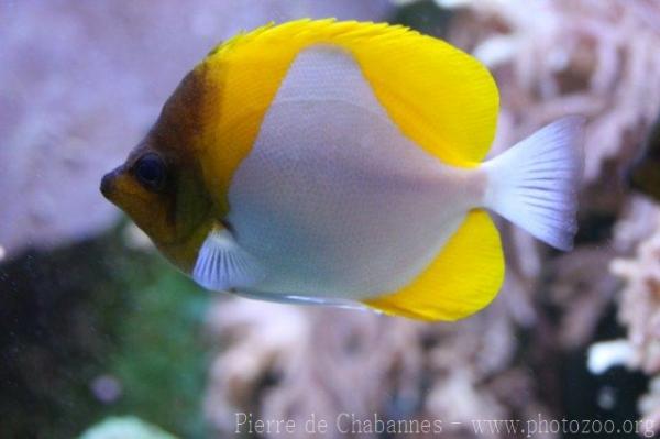 Pyramid butterflyfish