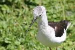 Black-winged stilt