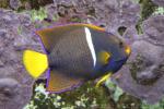 King angelfish