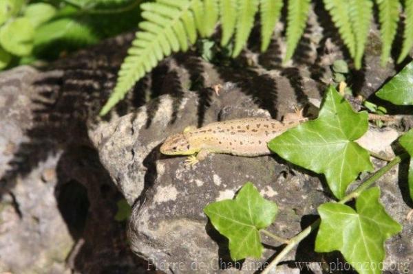 Sand lizard