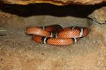 Central American milksnake