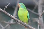 Swift parrot