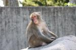 Japanese macaque