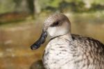 Marbled teal