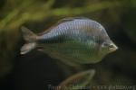 Lake Tebera rainbowfish