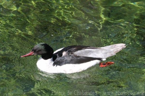 Goosander