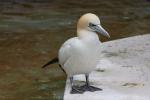 Northern gannet