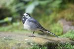 White wagtail