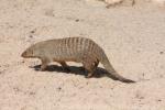 Banded mongoose