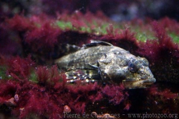 Shorthorn sculpin