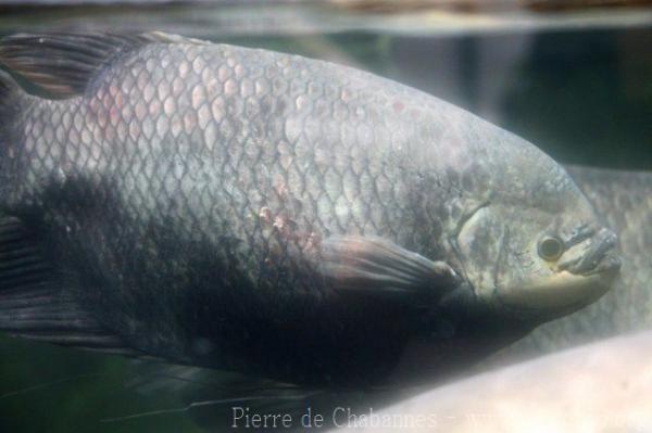 Elephant-ear gourami