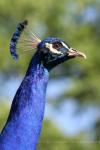 Indian peafowl