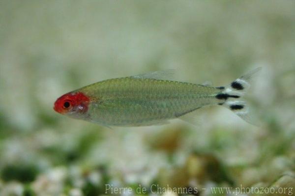 False rummynose tetra