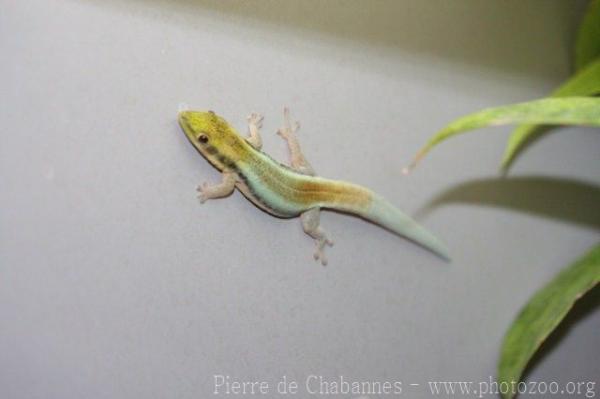 Klemmer's day gecko