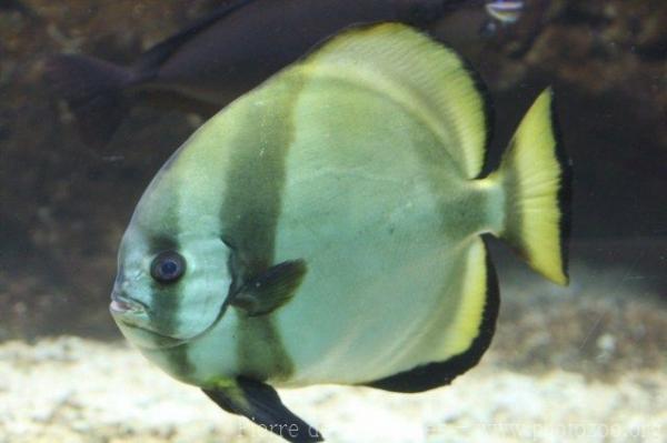 Orbicular batfish