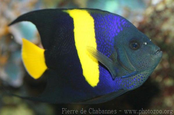 Arabian angelfish