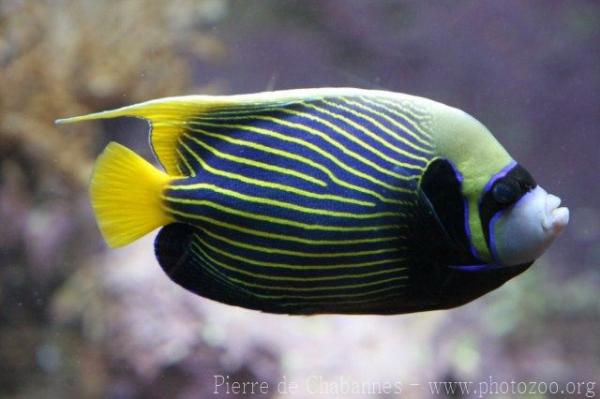 Emperor angelfish