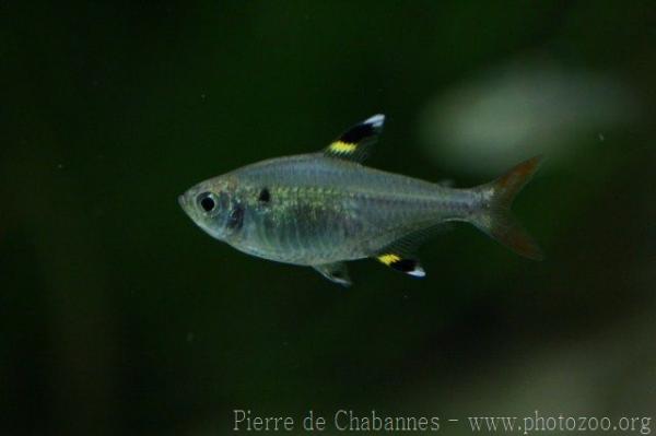 X-ray tetra