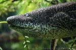 Marbled lungfish