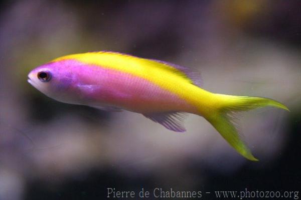 Yellowback anthias