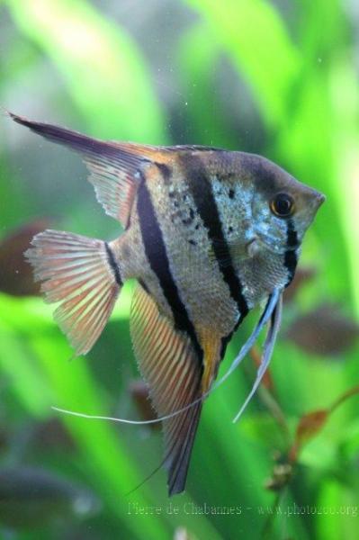 Leopold's angel cichlid