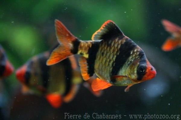 Bornean banded barb