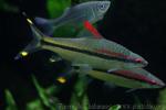 Red line torpedo barb