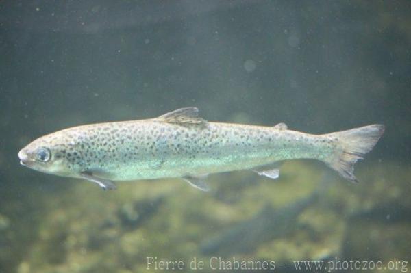 Atlantic salmon