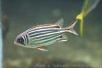 Threespot squirrelfish