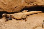 Northern chuckwalla