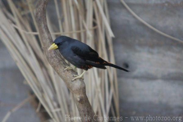 Grosbeak starling