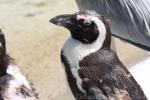 African penguin