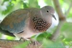 Laughing dove