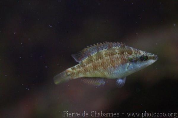 Grey wrasse