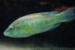 Corkwing wrasse