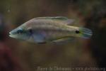 Ocellated Mediterranean wrasse