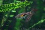 Glowlight rasbora