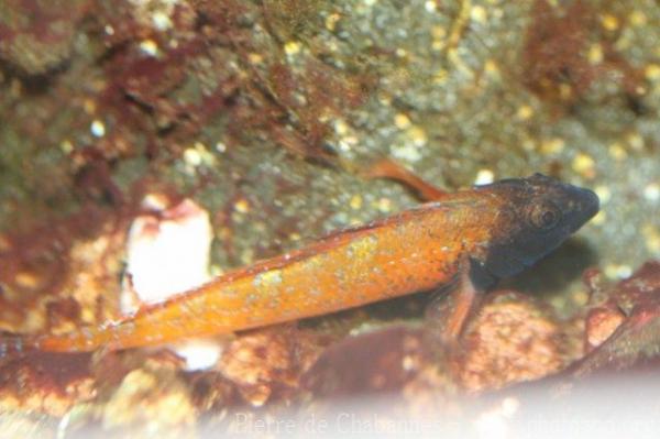 Red-black triplefin