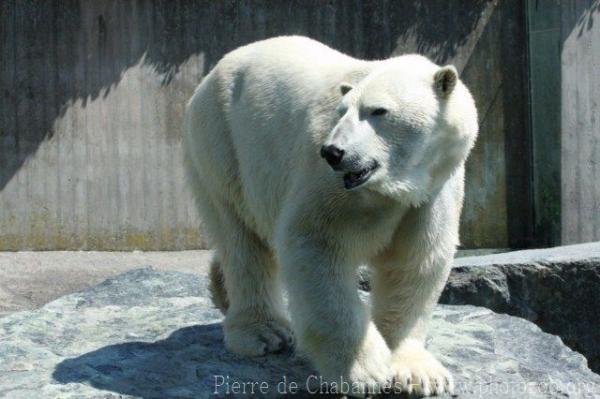 Polar bear