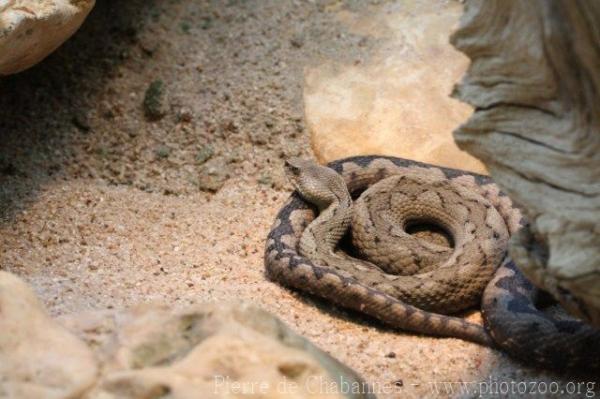 Nose-horned viper