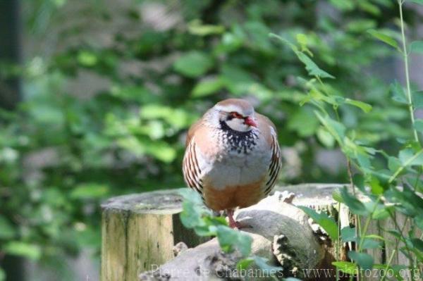 Red-legged partridge