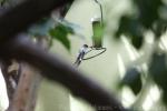 Azure-crowned hummingbird