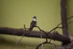 Azure-crowned hummingbird