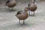 Madagascar teal