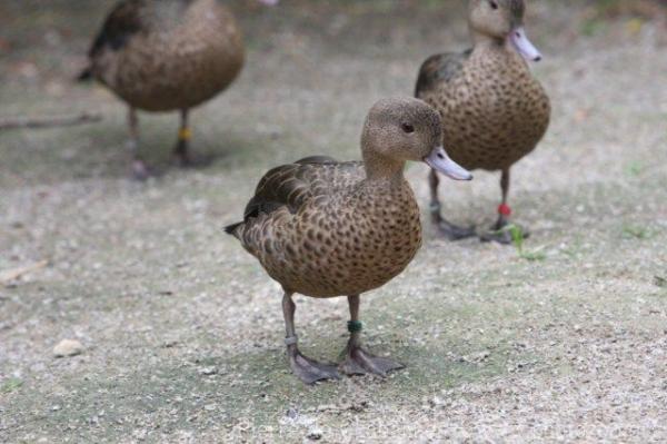 Madagascar teal