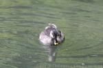 Indian spot-billed duck