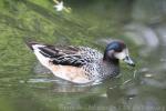 Chiloe wigeon